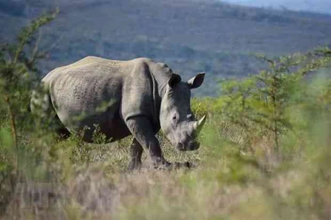 Destacan esfuerzo de Vietnam en lucha contra el comercio ilegal de cuernos de rinoceronte