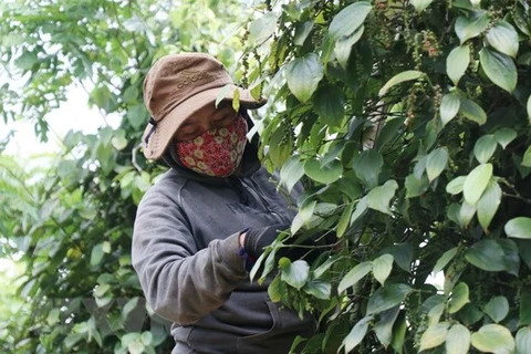 Aumentan exportaciones de pimienta vietnamita a Francia 