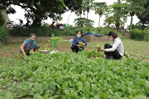 Hanoi apoya a agricultores a mantener producción en medio de impactos de COVID-19
