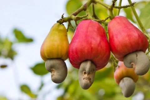 Cuota de mercado de anacardos vietnamitas aumenta en Estados Unidos