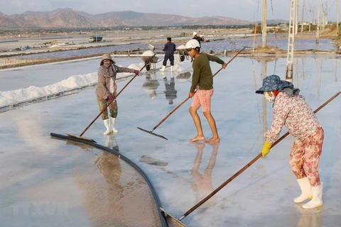 Buscan recuperar industria salinera en provincia vietnamita de Nam Dinh