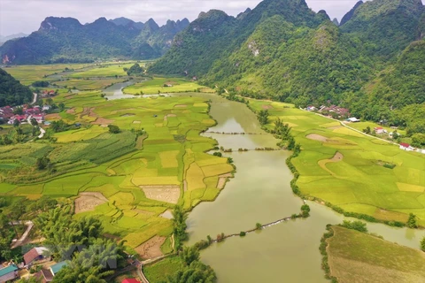 Temporada de arroz maduro en hermosa provincia vietnamita de Cao Bang