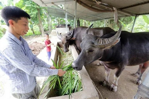 Laos podría ganar fondo millonario por exportación de búfalos y ganado este año