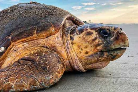 Liberan especie de tortuga marina rara a su hábitat natural en provincia vietnamita