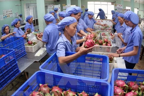 Unión Europea sigue siendo mercado prometedor para frutas vietnamitas