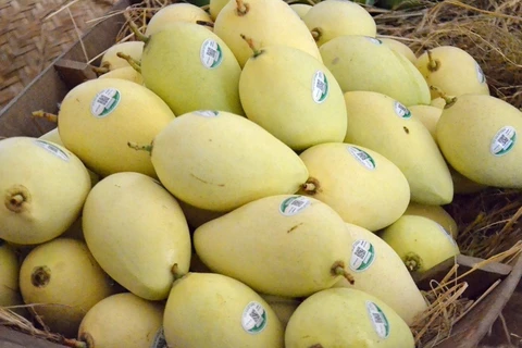 Más áreas del cultivo de mango en provincia vietnamita de Dong Thap reciben código de producción 