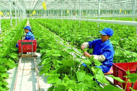 Vietnam por garantizar desarrollo verde y sostenible de agricultura