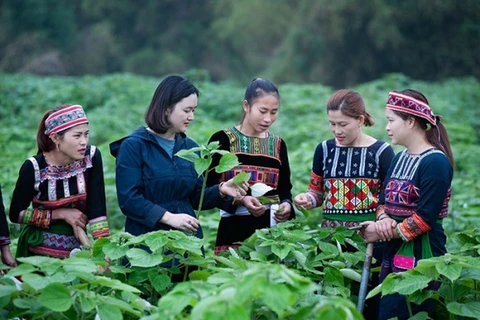 Vietnam trabaja por garantizar igualdad de género en minorías étnicas