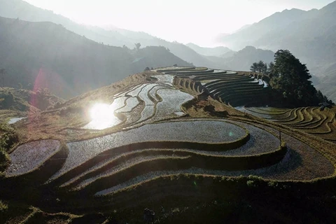 Agencia de noticias francesa resalta belleza de terrazas de arroz de Vietnam