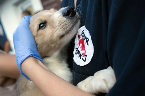 Ciudad vietnamita de Hoi An dice no a consumo de carne de gatos y perros