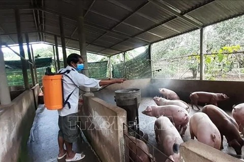 IFC ayuda a Vietnam en prevención contra peste porcina africana