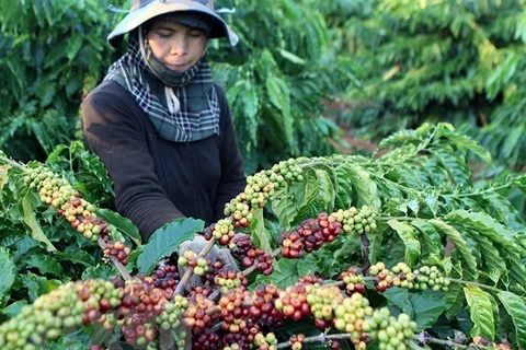 Corea del Sur y Japón desean promover productos agrícolas en mercado vietnamita 