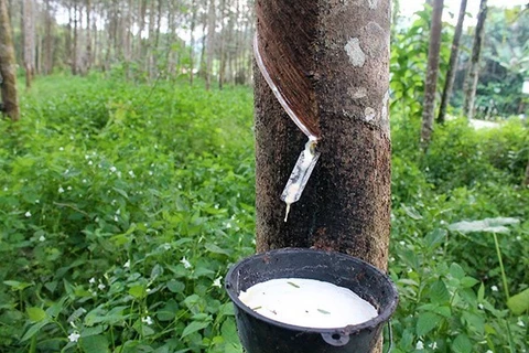 Obtendrán 100 mil hectáreas de caucho en Vietnam con certificado de manejo forestal sostenible