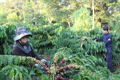 Pronostican crecimiento sostenido del precio del café vietnamita