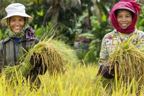 Aumentan exportaciones de productos agrícolas camboyanos a Vietnam