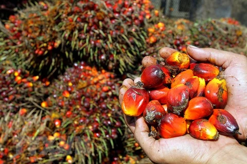 Malasia por mantener crecimiento de la industria del aceite de palma en 2022