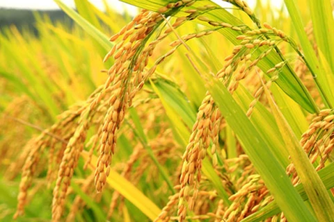 Provincia vietnamita aplica por primera vez software de identificación de plagas de arroz