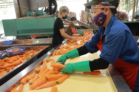Lotes de 600 toneladas marcan inicio de exportación de zanahorias de provincia vietnamita