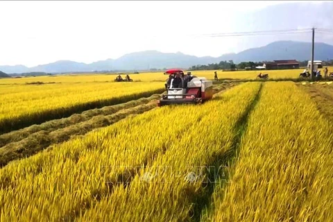 Economía agrícola afirma el rol de soporte fundamental en Vietnam
