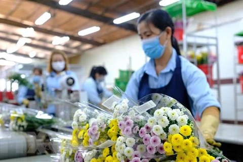 Buscan reexportar flores vietnamitas a Australia