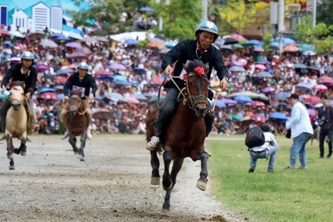 Buscan promover valores de carrera de caballos en provincia vietnamita