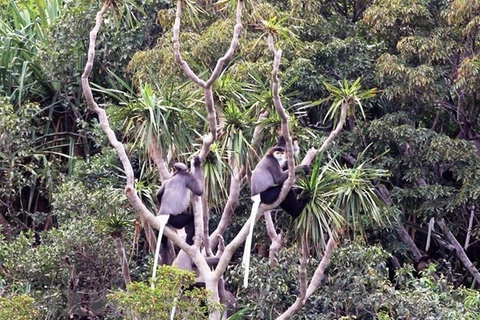 Singular ecosistema de bosque en la Reserva de biosfera Nui Chua en Vietnam