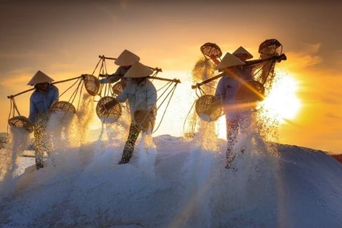 Contemplan magnífica belleza de los campos de sal en Ninh Thuan