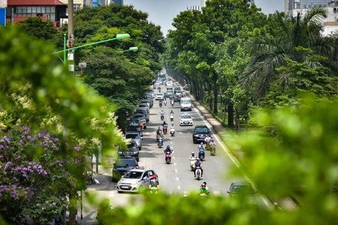 Hanoi por aumentar cobertura de árboles en zonas urbanas