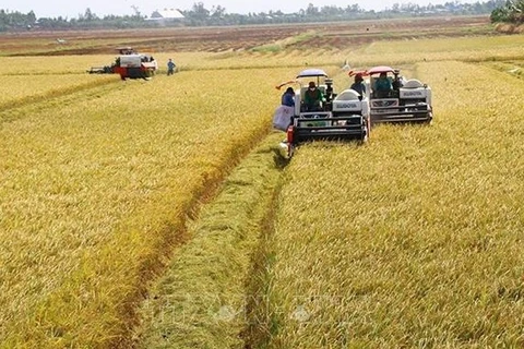 Provincia vietnamita empeñada en desarrollar vastos campos de cultivo
