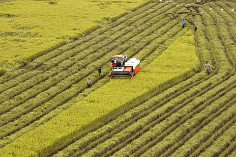 Vietnam establece comité directivo de desarrollo agrícola y rural en Delta del Mekong
