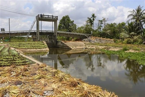 Delta del Mekong de Vietnam afronta creciente intrusión salina