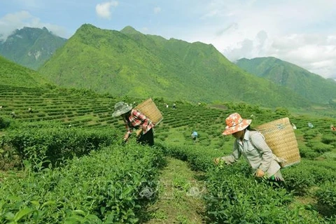 Vietnam por impulsar desarrollo socioeconómico en zonas montañosas y pobladas por etnias