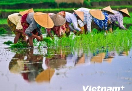 Indonesia usa cascarillas de arroz como combustible en centrales térmicas