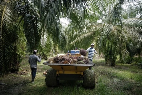 Malasia aumentará la cuota del aceite de palma en el mercado mundial