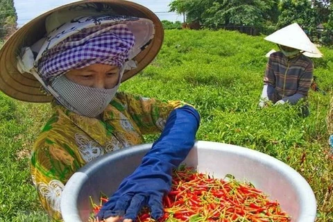Chile fresco de Vietnam obtiene permiso de entrada al mercado chino