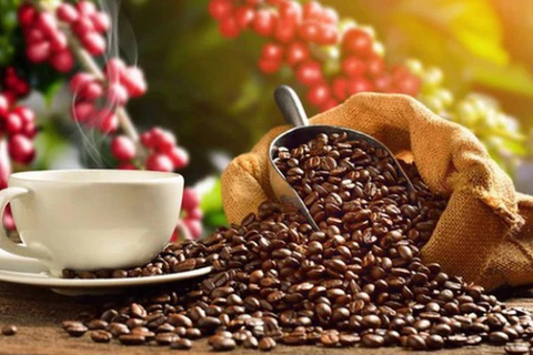 Aumentan exportaciones vietnamitas de café a Japón