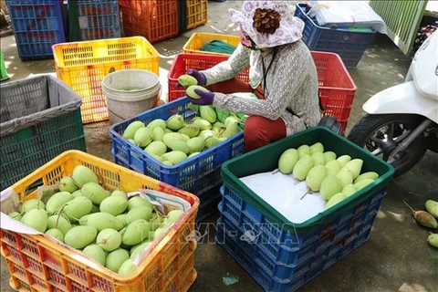 Buen ritmo para exportaciones de mango de Vietnam