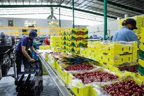 Australia da bienvenida a trabajadores vietnamitas bajo el programa de visas agrícolas