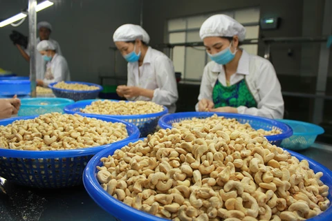 Empresas vietnamitas recuperan contenedores de anacardos exportados a Italia