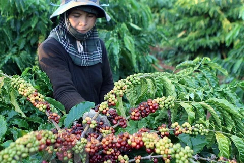 Vietnam por incrementar exportaciones a Argelia