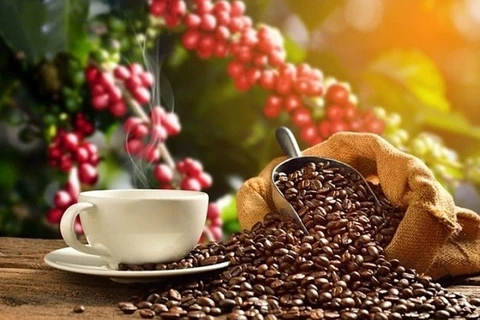 Más de 80 muestras de café participan en Taza de Excelencia de Vietnam 2022 