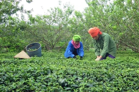 BM: Impresiona la tasa de reducción de pobreza en Vietnam en últimos 10 años