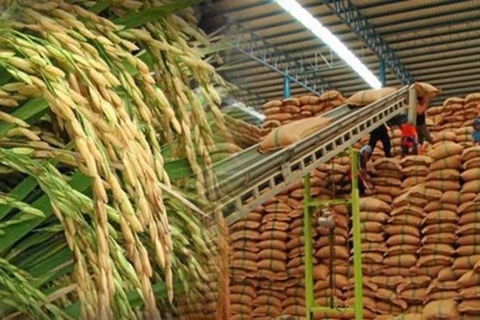 Tailandia promueve el desarrollo del arroz orgánico