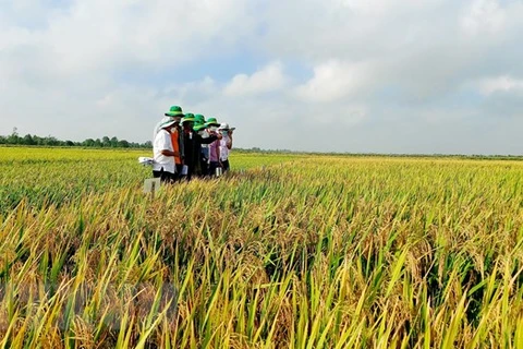 Convertirán provincia vietnamita de An Giang en centro de procesamiento de alimentos 