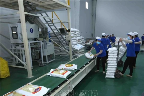 Aumentan exportaciones de arroz vietnamita a Unión Europea gracias a EVFTA