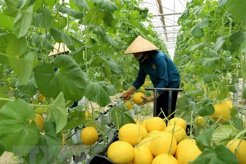 Vietnam y Estados Unidos por agilizar cooperación en agricultura