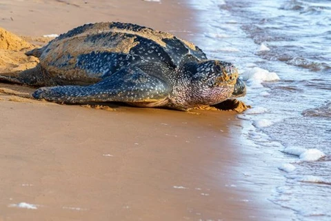 Camboya preserva tortugas en la lista de especies en peligro de extinción