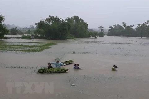 Pronostican lluvias intensas en región montañosa norteña de Vietnam 