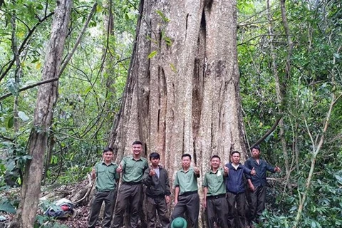 Reconocen a población forestal en Dak Nong como árboles patrimoniales de Vietnam