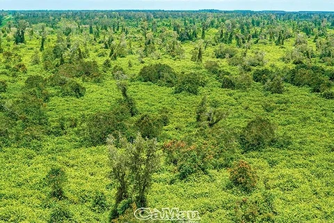 Descubren el Parque Nacional U Minh Ha en provincia de Ca Mau